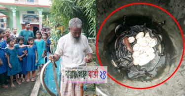 সোনারগাঁয়ে একটি বাড়ী থেকে ৪৮টি গোখড়া সাপ উদ্ধার