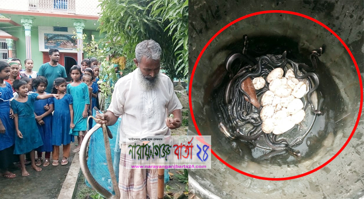সোনারগাঁয়ে একটি বাড়ী থেকে ৪৮টি গোখড়া সাপ উদ্ধার