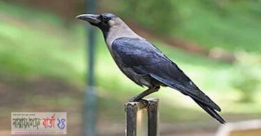 নারায়ণগঞ্জের যে গ্রামে ঘুম ভাঙায় কাক!