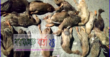 বন্দরে ফসলি জমিতে বিষ প্রয়োগে ৪০টি হাঁস হত্যা