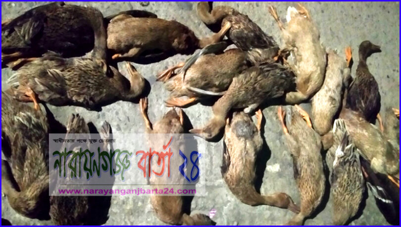 বন্দরে ফসলি জমিতে বিষ প্রয়োগে ৪০টি হাঁস হত্যা