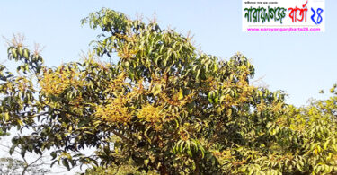 নওগাঁর বদলগাছীতে গাছে গাছে ফুটছে আমের মুকুল