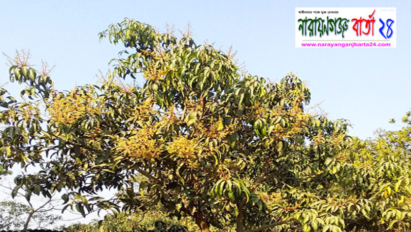 নওগাঁর বদলগাছীতে গাছে গাছে ফুটছে আমের মুকুল