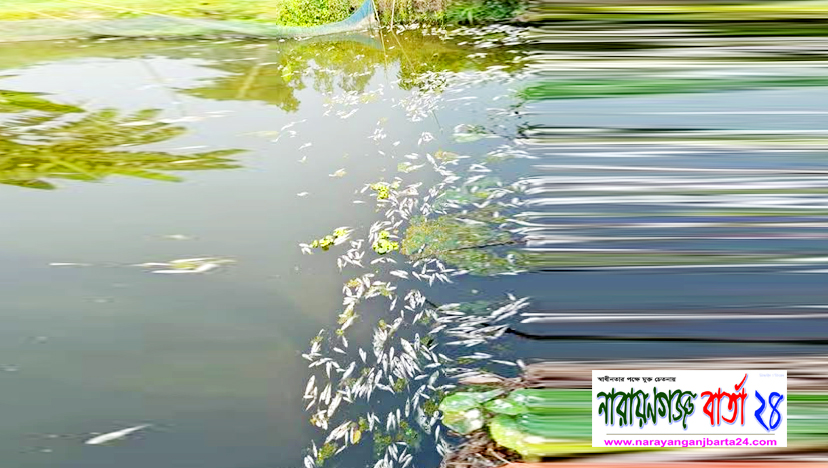 রূপগঞ্জে পুকুরে বিষ ঢেলে ২ লাখ টাকার মাছ নিধন