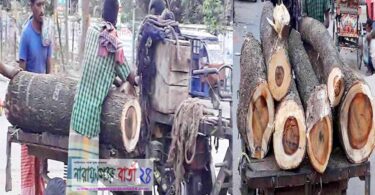 বন্দরে সরকারি গাছ কাটার অভিযোগ