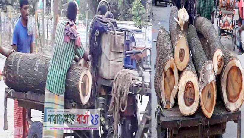 বন্দরে সরকারি গাছ কাটার অভিযোগ