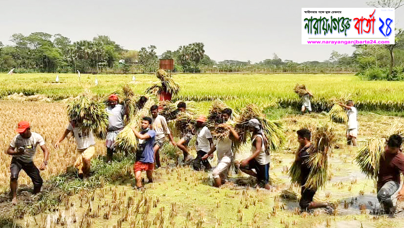 হাটু পানিতে নেমে রূপগঞ্জে কৃষকের ধান কাটলো ছাত্রদলের নেতাকর্মীরা