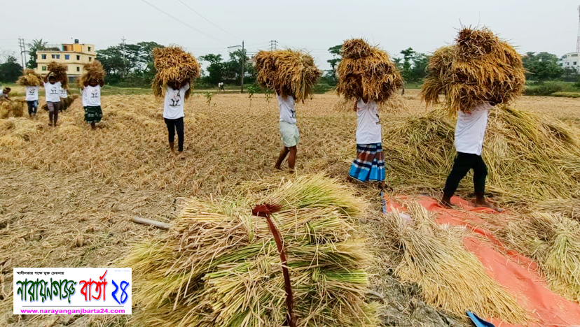 ২ কৃষকের জমির ধান কেটে দিলো রুপগঞ্জ উপজেলা ছাত্রদল