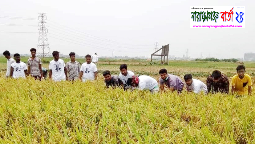 রুপগঞ্জে কৃষক মতিউরের জমির ধান কেটে দিলো ছাত্রদল নেতৃবৃন্দ