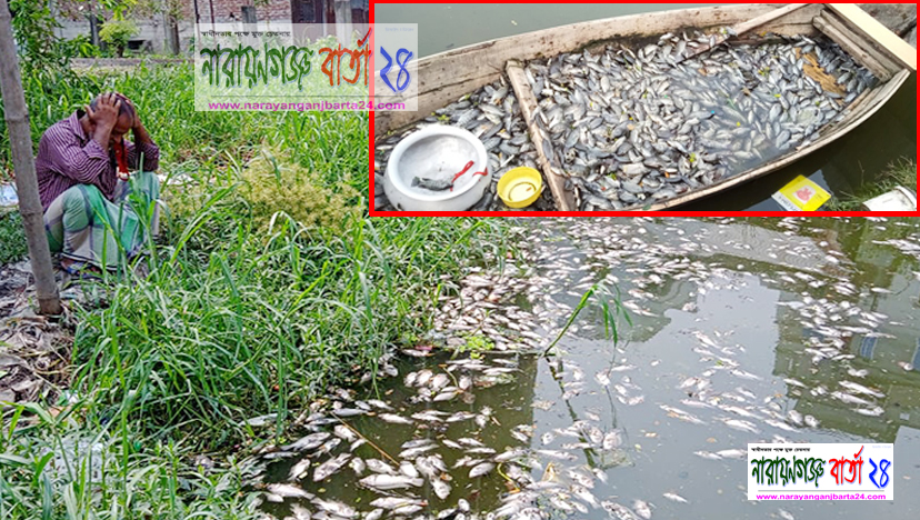 না.গঞ্জে ডাইংয়ের পানি পুকুরে ছেড়ে মাছ মারার অভিযোগ