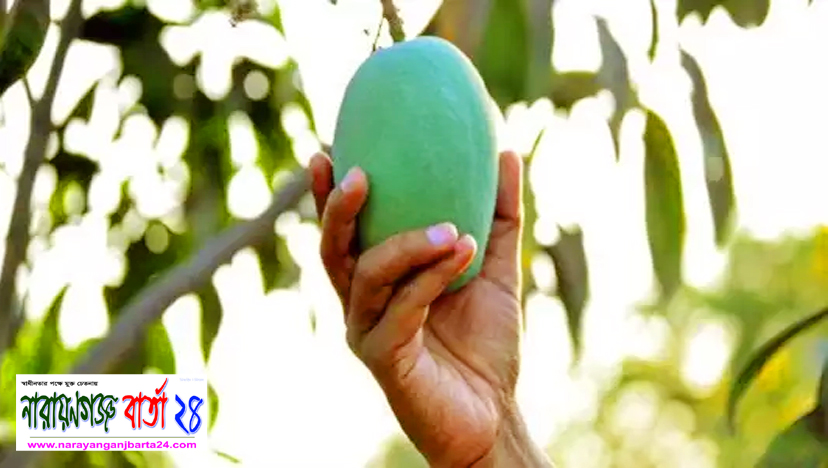 নারায়ণগঞ্জে আম পাড়তে গিয়ে মৃত্যু