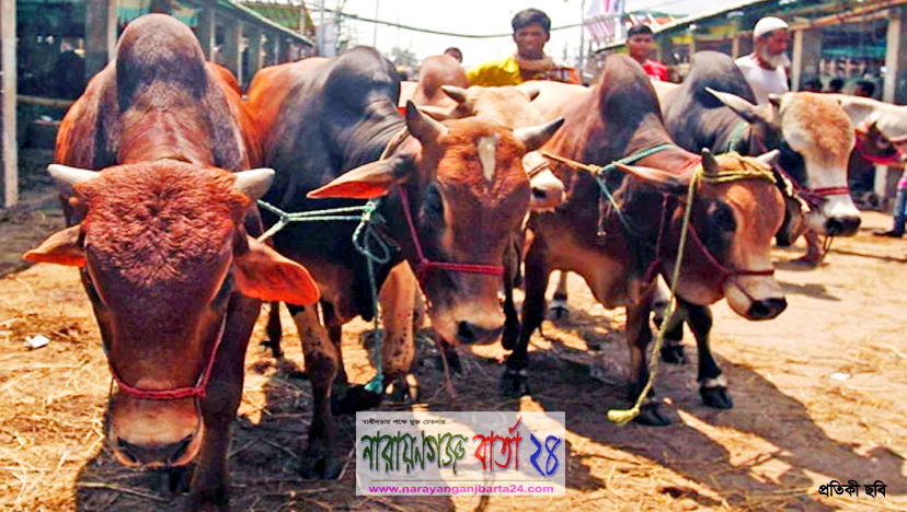 শেষ মুহূর্তে জমে উঠেছে ময়মনসিংহের পশুর হাট