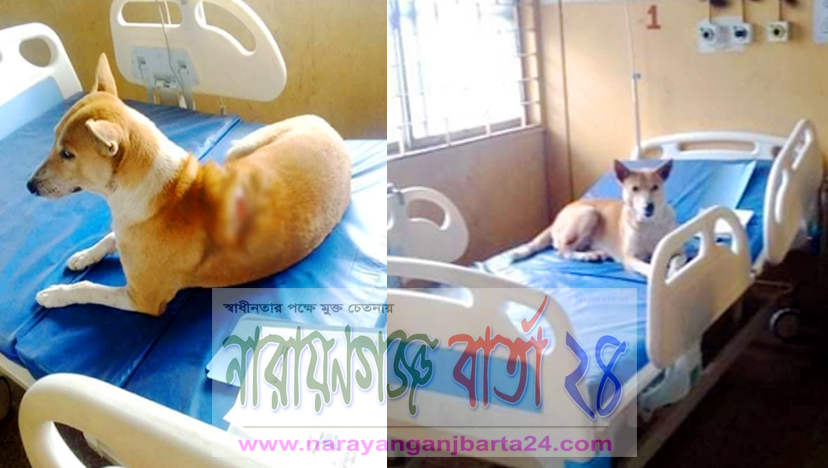 নারায়ণগঞ্জে করোনা হাসপাতালের বেডে কুকুর !