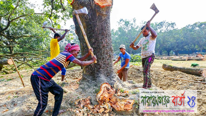 বাড়ির গাছ কাটতেও লাগবে অনুমতি