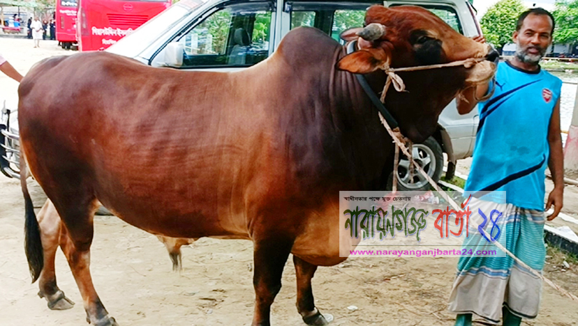 নারায়ণগঞ্জে এবার গরুর নাম রাখা হয়েছে “ পদ্মা সেতু ”