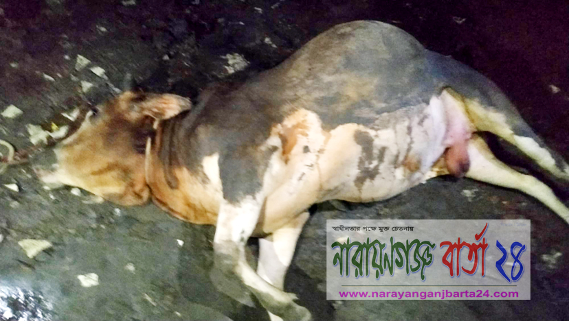 বাড়ি নেওয়ার পথেই বিদ্যুৎস্পৃষ্টে মারা গেল কোরবানির গরু