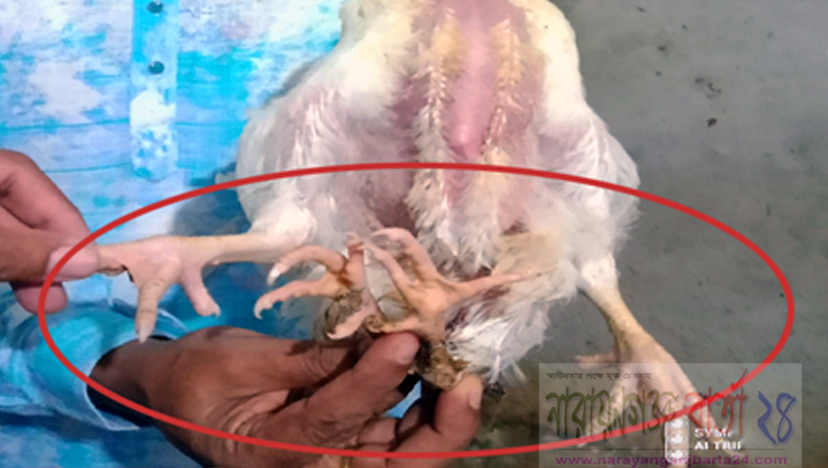 নারায়ণগঞ্জে দেখা মিললো ৪ পা বিশিষ্ট মুরগি !