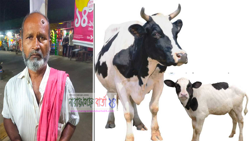 গোয়াল ঘর থেকে চুরি হলো গরু